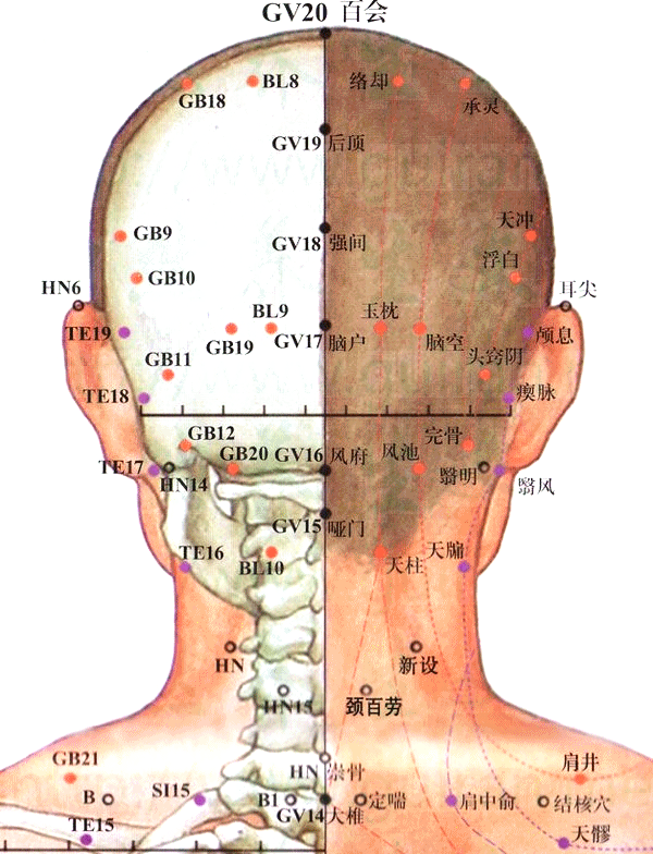 風府穴：督脈之氣在此吸濕化風:吸風罩