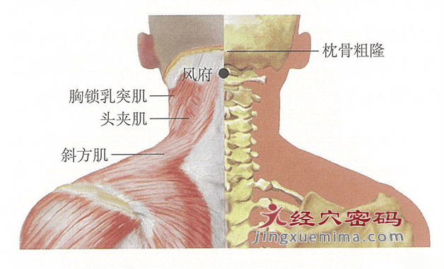風府穴：督脈之氣在此吸濕化風:吸風罩