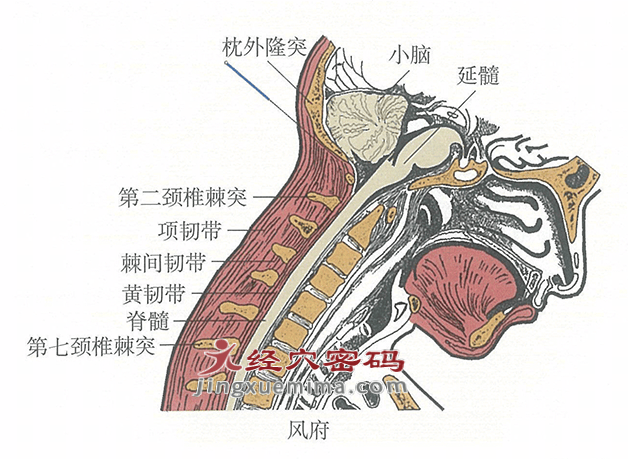 風府穴：督脈之氣在此吸濕化風:吸風罩